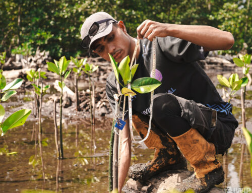 IWIP and Weda Bay Nickel Expand Mangrove Rehabilitation Efforts to Strengthen Coastal Ecosystems